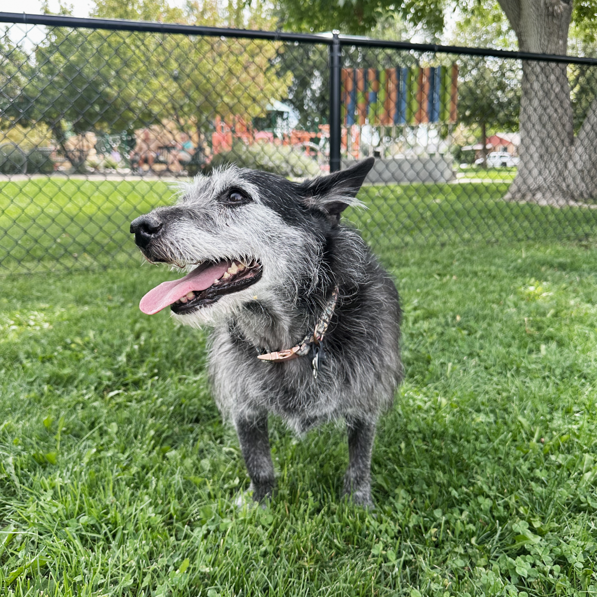 black dog sitting in an open park