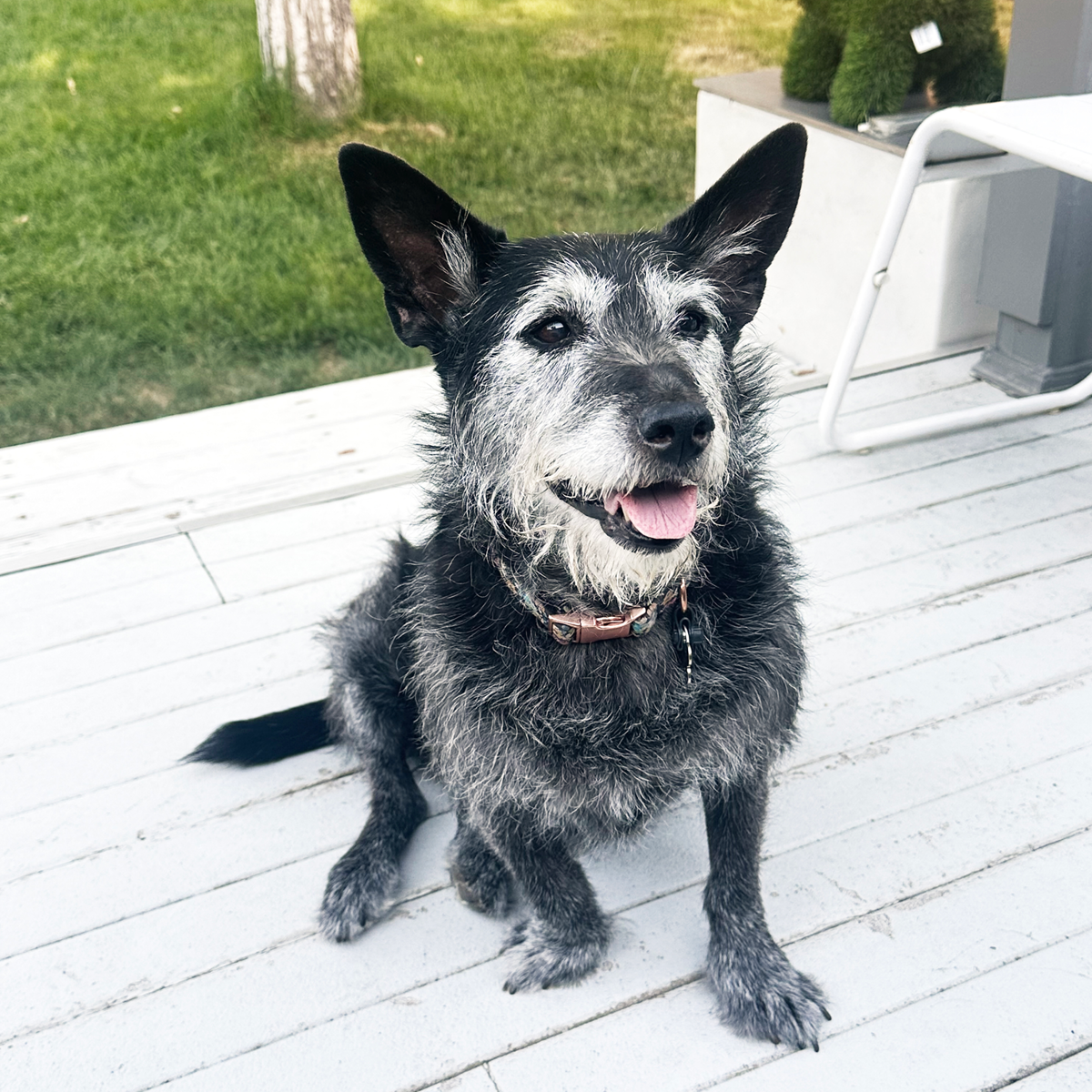 a black puppy with a scruffy white face and tongue hanging out